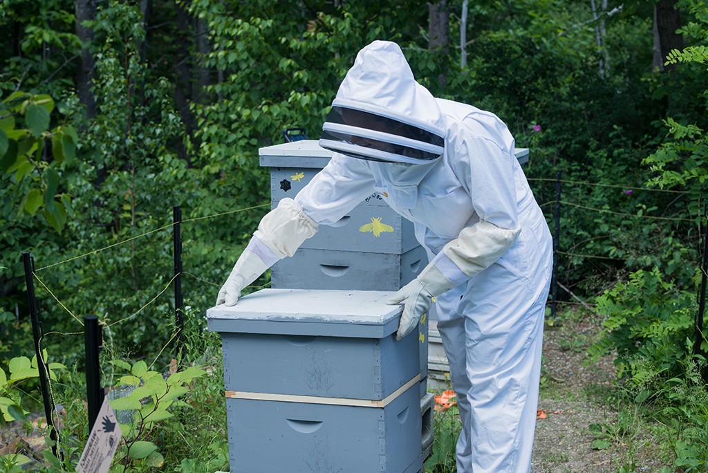 U N E student checking bee hive frames