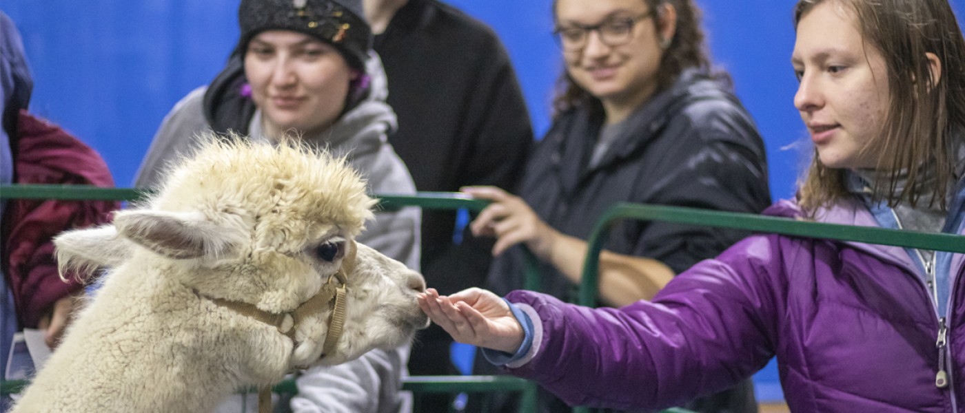 A  student pets an alpaca during a wellness event