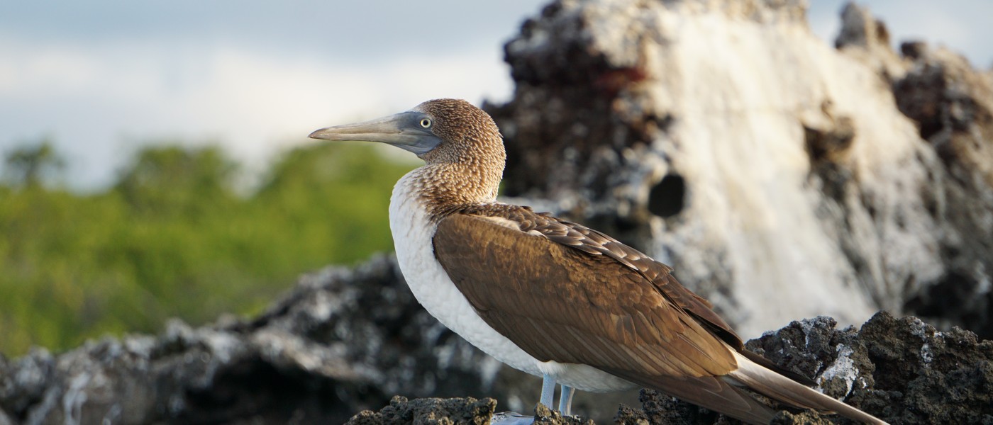 Bird in Galapagos