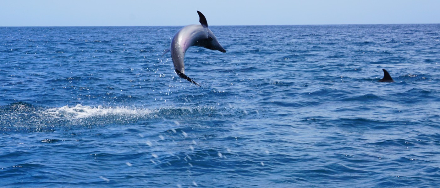 Dolphin jumping out of water in Galapagos