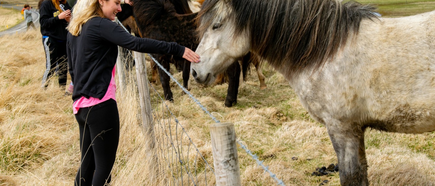 Students petting horses while on travel course to Iceland
