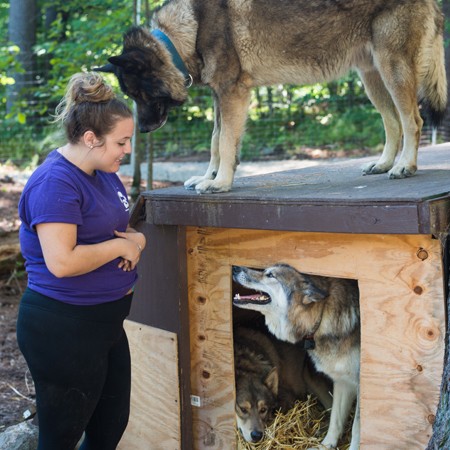 a student works at her internship at a wolf sanctuary